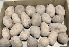 シュウ*ママ様専用商品　 インカのめざめ　　 じゃがいも種芋　　24個