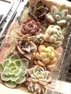 現品発送❣️ピンク系8苗詰め合わせセット❣️多肉 韓国苗 寄せ植え