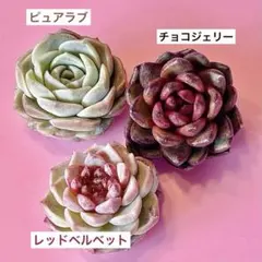 ≪連休中速達≫エケベリアカット苗３種ラブリーセット＊韓国苗＊多肉植物