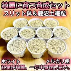 多肉育成セット白⭐️6cmスリット鉢&鹿沼土細粒⭐️10個分⭐️メルカリ便6