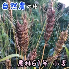 노린 61호 중성 농도 밀 종자 10g (약 250알) 자연 재배, 국내산