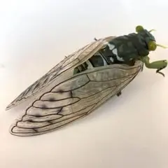 セミ　蝉　標本　箱付き セミ 蝉 標本 箱付き 2025年最新】蝉の標本の人気アイテム