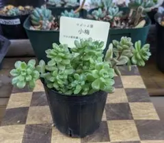 2026年最新】つぶつぶ屋 小梅の人気アイテム - メルカリ