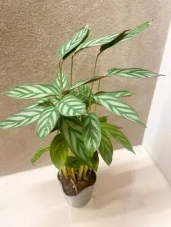 2025年最新】クテナンテ セトサの人気アイテム - メルカリ