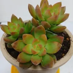 多肉植物 ジョビバルバヒルタエメラルドスプリング No.180【赤