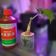 発根済】訳あり 実生 大株 コピアポア 黒王丸 サボテン - メルカリ