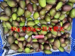 5kg沖縄県産 摘果マンゴー(お漬物用）60g～日々肥大 青マンゴー - メルカリ
