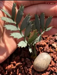 Z534多肉植物 エンセファラルトス ホリダス 種子1つ 新鮮な種 - メルカリ