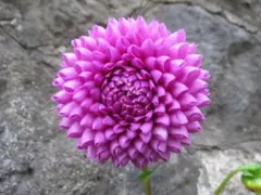 にん様 リクエスト 2点 まとめ商品