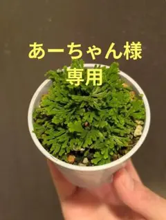 2025年最新】イワヒバの人気アイテム - メルカリ