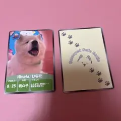 大型犬SMILE LAND サモエド カード 2枚セット
