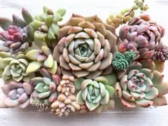 多肉植物 カット苗詰め合わせ 寄せ植えセット 《67》 エケベリア 多肉弁当