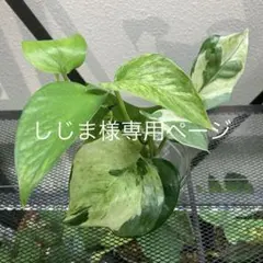 しじま様専用ページ