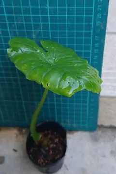 2025年最新】クワズイモの人気アイテム - メルカリ