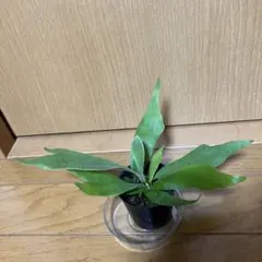 ビカクシダ　ネザーランドのサムネイル