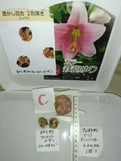 りー様 リクエスト 2点 まとめ商品