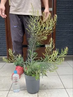 グレビレア ハニーワンダー 6号鉢 斑入り 観葉植物 オージープランツ グレビレア ハニーワンダー 6号鉢 斑入り 観葉植物 オージープランツ