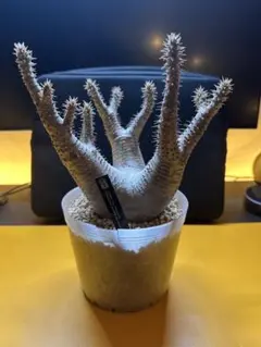 2026年最新】パキポディウム マカイエンセの人気アイテム - メルカリ