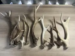 鹿（ニホンジカ）の角 3本セット 約55cm - メルカリ