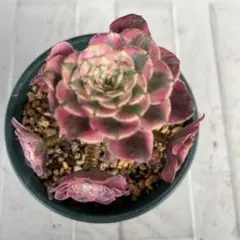 2026年最新】観葉植物 アエオニウムの人気アイテム - メルカリ