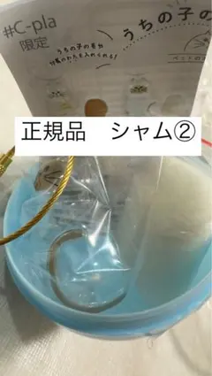 【正規品】★他出品とのまとめ買いで値引き★うちの子のけだまだま【シャム②】