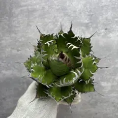 2025年最新】agaveの人気アイテム - メルカリ