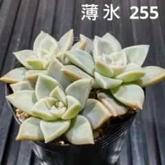 shakpon3様 リクエスト 2点 まとめ商品