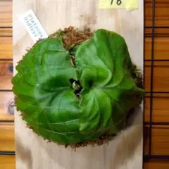 Platycerium Ridleyiのサムネイル