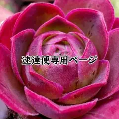 rocca様 リクエスト 4点 まとめ商品