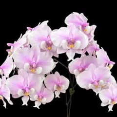 tiara様　洋蘭　Phal. schilleriana 止め吉100個セットのサムネイル
