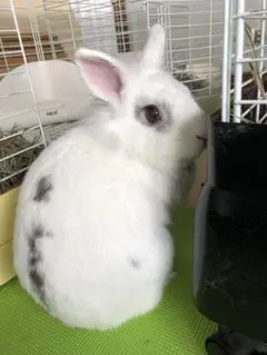 Item thumbnail for item 4ac78f6d-e5ed-44cf-81d7-9734f023d8df