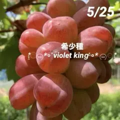 ①*ஐ艶々で光沢がある黒いシャインマスカット*ஐぶどう・苗木