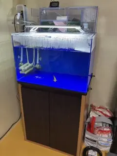 アクリル水槽 隔離水槽 リフジウム水槽 約1800×450×250h - メルカリ
