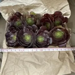 ロゼット型多肉植物セット　アエオニウム属の黒法師（くろほうし）カット