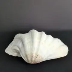 シャコガイ（シャゴウ貝） インテリア 飾り物 アクセサリー オブジェ