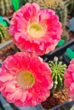 111-ミス・ワールド 花サボテン ロビビア属 群開花 複色咲き カキコ