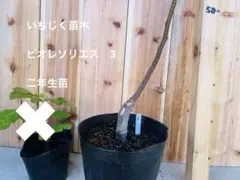 @GET ON STORE様 リクエスト 2点 まとめ商品