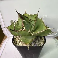 アガベチタノタ福建白鯨のサムネイル