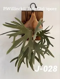 P.Willinckii 'Jade girl' IMAMA タグ付き P.Willinckii 'Jade girl' IMAMA タグ付き - メルカリ