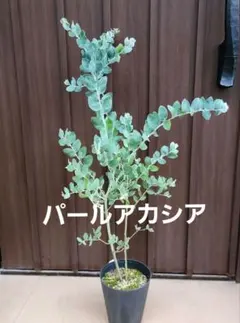 ボリューム大苗 パールアカシア 鉢植え 苗 ミモザ 苗木 美樹形 - メルカリ