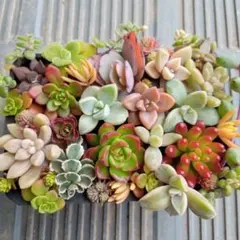 2　詰め合わせ　カット苗　多肉植物