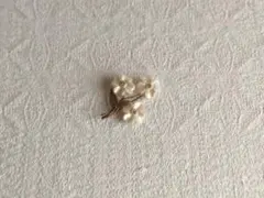 英国ヴィクトリアンアンティークマザーオブパールのルーペ 二つの