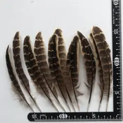 Item thumbnail for item 0216a1b4-5f03-4c64-b334-95211397fb40