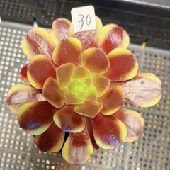 97#観葉植物アエオニウム錦❤️サラダボール中斑錦❤️韶華❤️1大頭