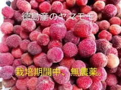 ★コンパクト便発送★徳島のヤマモモ600gのサムネイル