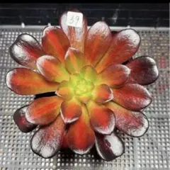 62 #多肉植物アエオニウム錦❤️マダラシカ ❤️1大頭14cm拔き苗
