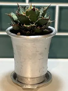 2025年最新】ドワーフ アガベの人気アイテム - メルカリ