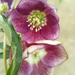 2026年最新】野田園芸の人気アイテム - メルカリ