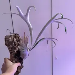 ビカクシダ P. Veitchii wild Australia - メルカリ