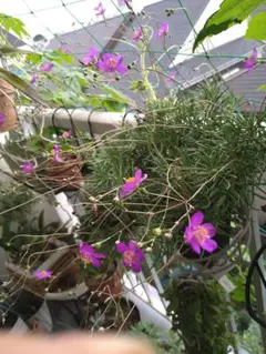 tako4327様専用　草花火　１０本